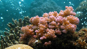 What Everyday Environmental Science Facts Do You Remember?